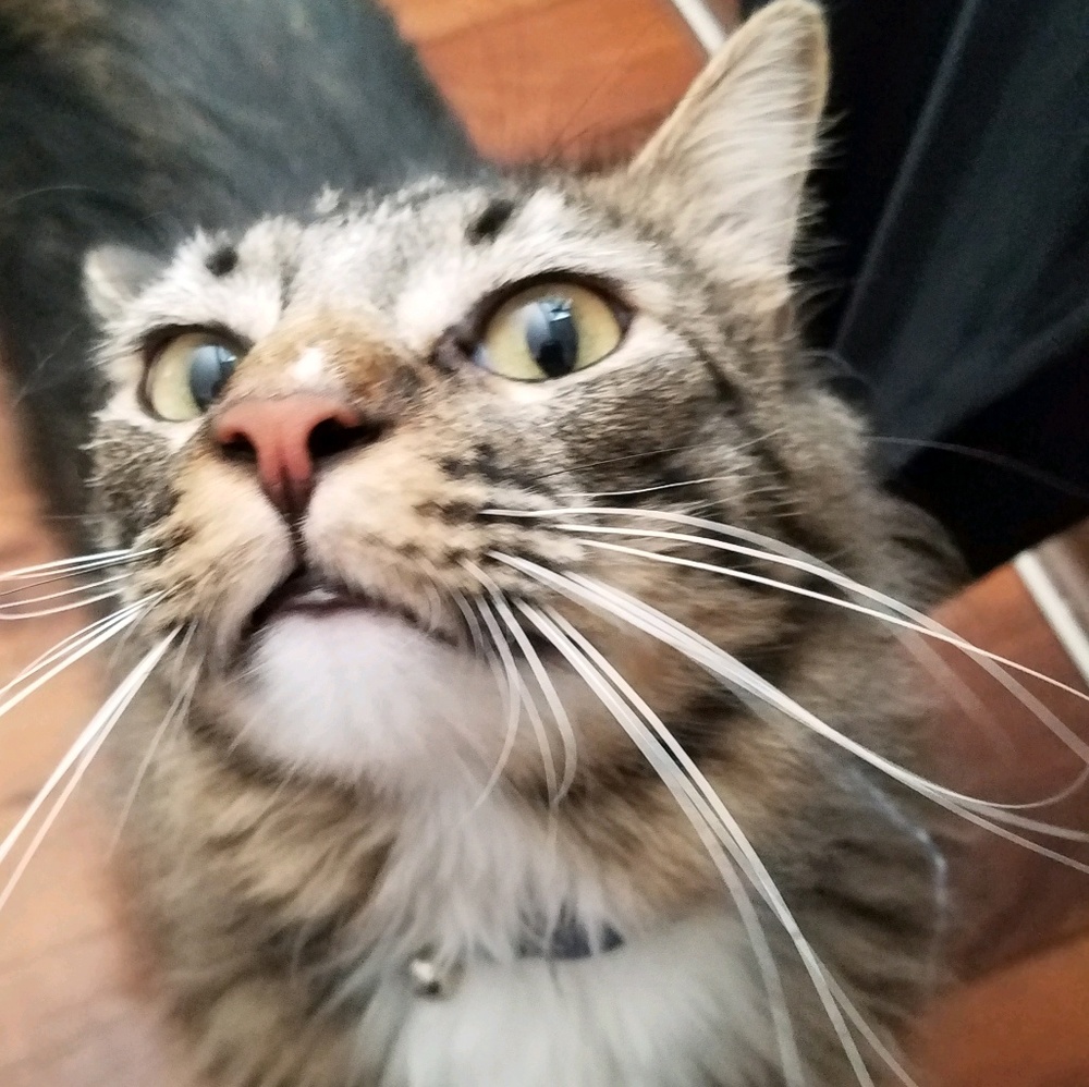 Meet your Posher, Michelle